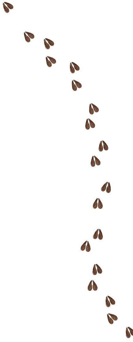 Ocelot steps