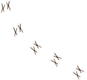 Bird feet