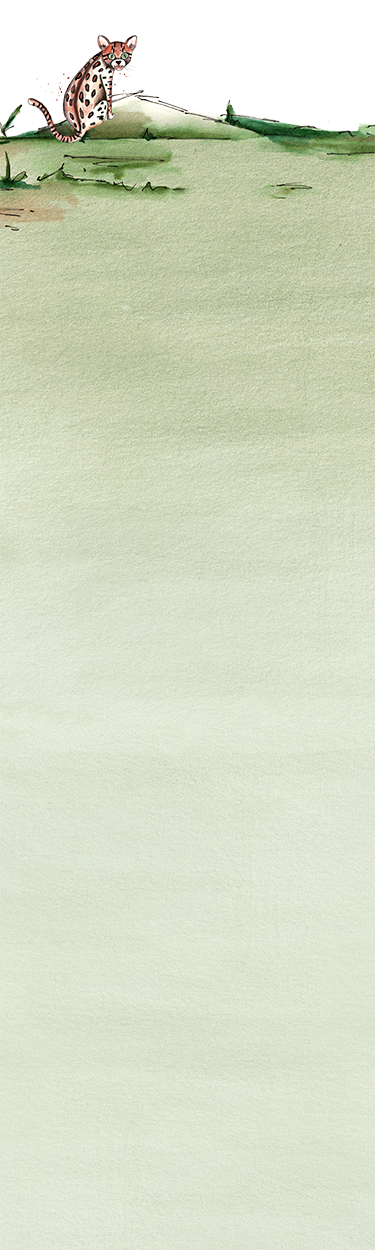 Footer background